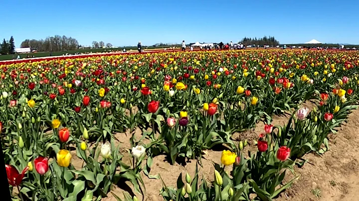 Wooden ShoeTulip Field