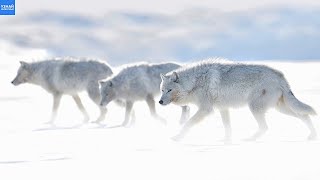Полярные ВОЛКИ – настоящие экстремалы Арктики! Белые волки в деле!