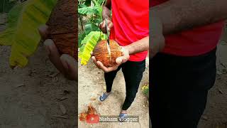 Coconut embryo - தேங்காய் பூ 😋| Nisham vlogger