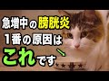 【急増中】猫の膀胱炎の1番の原因を獣医師が解説します