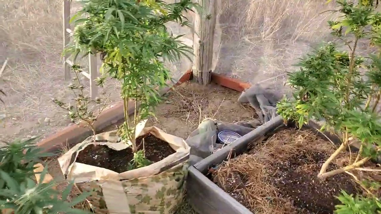 Frenchy Cannoli Orange Turbo grow.