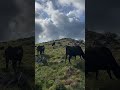 Сикоку. Префектура Коти.