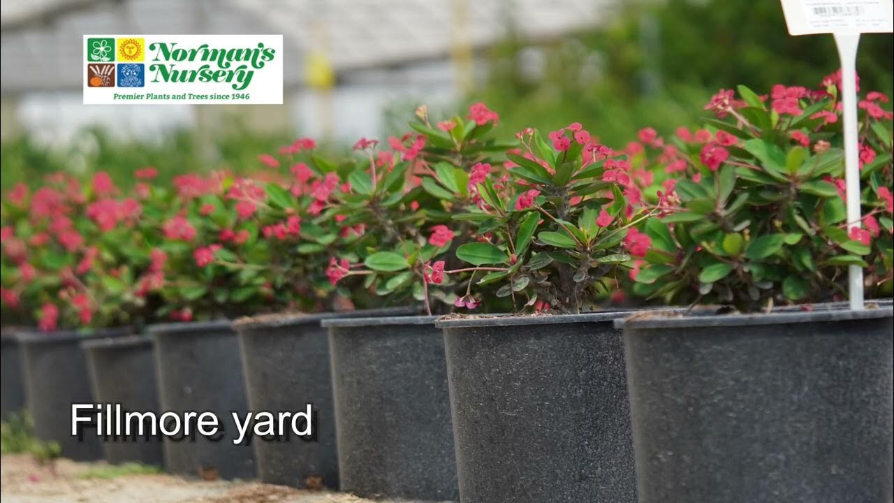 Fillmore yard September 2022 YouTube