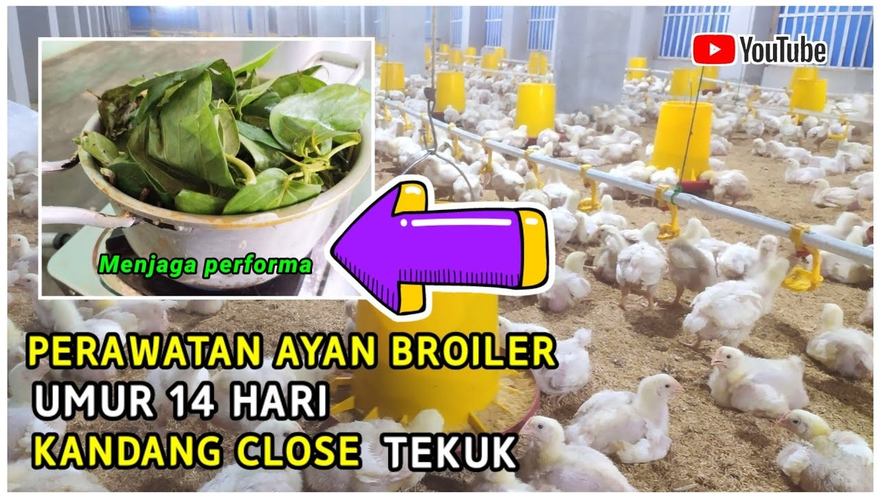 5 Tips Perawatan Optimal Ayam untuk Hasil Maksimal 5 Tips Perawatan Optimal Ayam untuk Hasil Maksimal