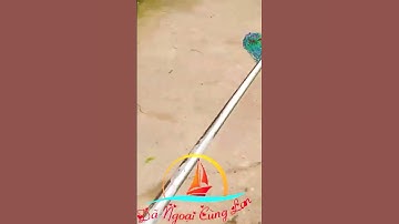 Câu Cá Chép Hóc Môn #Shorts