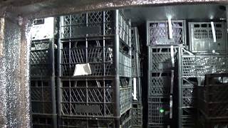 Фриго рассада клубники. Загрузка холодильника.