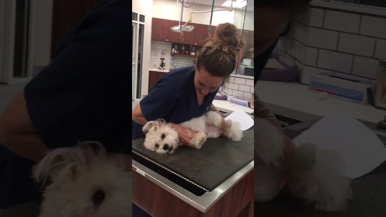 Skill 6 Place a dog in lateral recumbency using a Yin technique YouTube