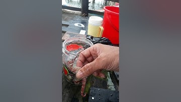 Ka Lang Thang Hải Mã, Cá Ngựa Ngâm Rượu. Nam Du