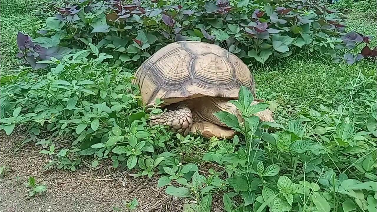 Sulcata Tortoise eating different grass at the backyard YouTube