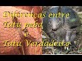 diferenças entre tatu peba e tatu verdadeiro