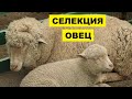 Селекционно племенная работа в овцеводстве | Овцы | Овцеводство | Разведение и селекция овец