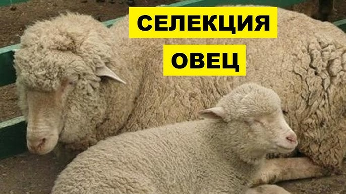 Ромни-марш порода овец: описание, характеристики, продуктивность, особенности содержания и разведения, отзывы