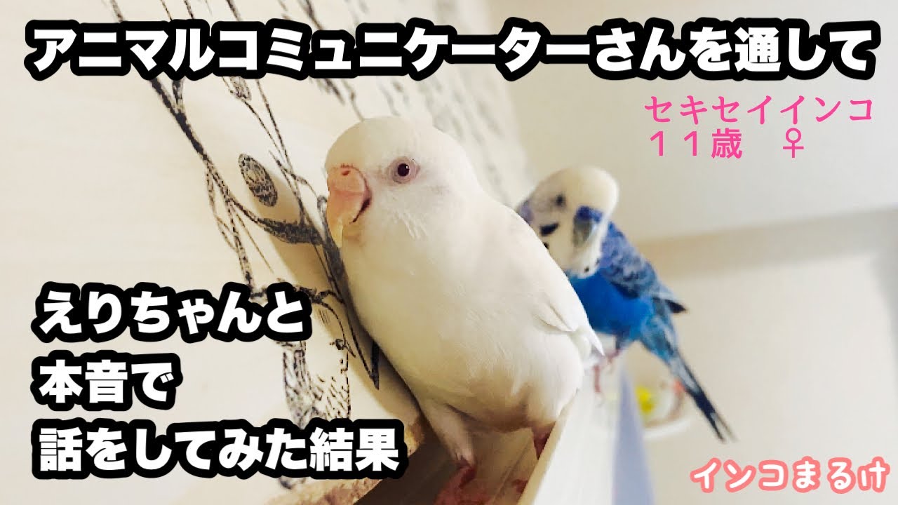 インコさん Parakeets' Evacuation Life 4: The Parakeets are Back! + 3