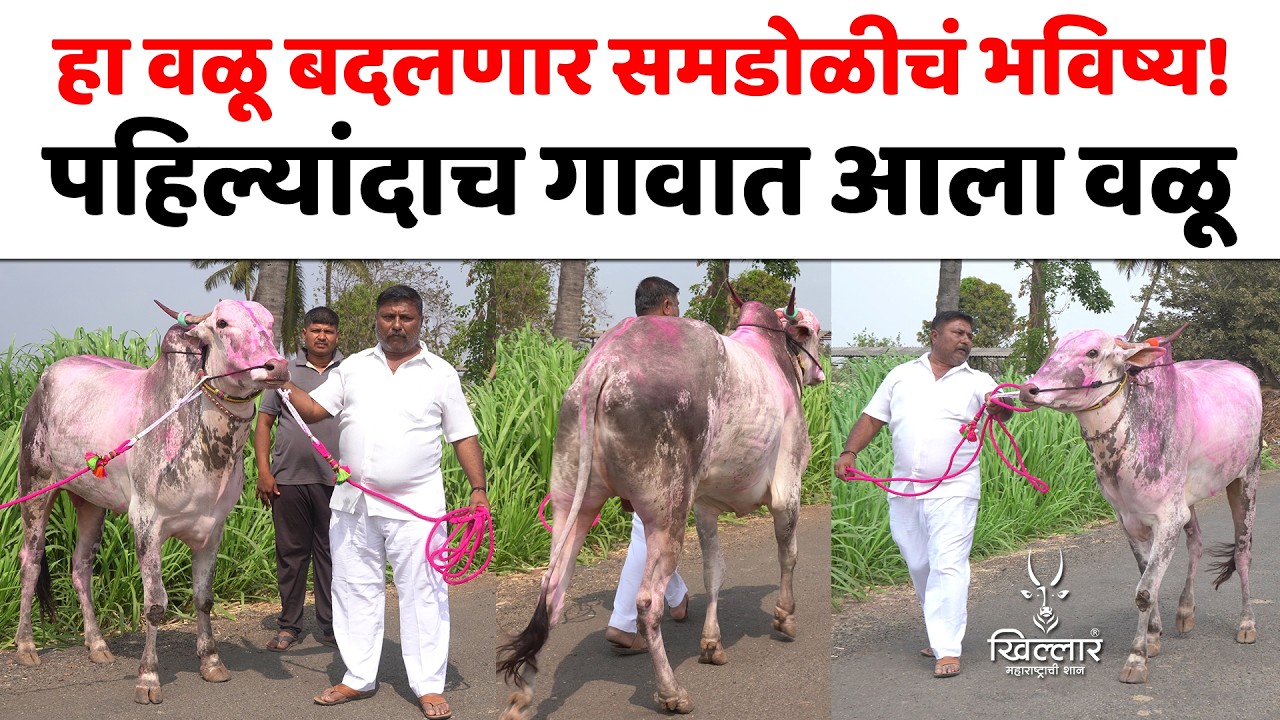 समडोळीच्या इतिहासात पहिल्यांदाच वळू! गावासाठी घेतला मोठा निर्णय | Khillar Maharashtrachi Shaan 2026