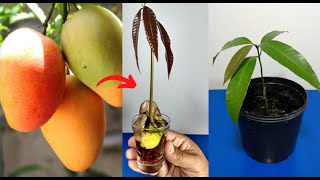 como germinar mango en casa - cultivar mango en casa - TRUCO para germinar mango