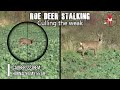 Stalking roe deer .223rem 55gr GMX - culling the weak.