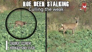 Stalking roe deer .223rem 55gr GMX - culling the weak.