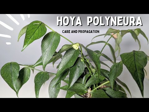 Video: Vad betyder polyneural?