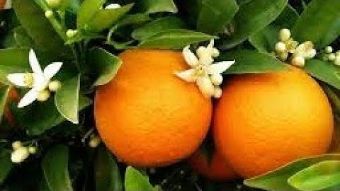 Citrus Tree Pruning In Winter | Grow Citrus Tree In Container | Super Important Work On Citrus Tree