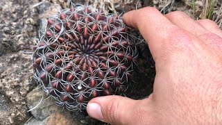 CACTUS del CERRO | Echinopsis ancistrophora en HÁBITAT | Flora Argentina