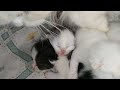 Mother cat and her 5 meowing kittens motherhood at its very best