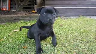 8 week old Staffy Puppy by Jason 182,859 views 5 years ago 1 minute, 14 seconds