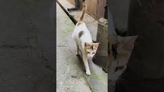 #bollywood #love #suport #public #cat