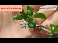 Бонсай из кармоны. Твой первый бонсай! Bonsai Carmona microphyla или чайное дерево Фукиен.