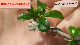 видео: Бонсай из кармоны. Твой первый бонсай! Bonsai Carmona microphyla или чайное дерево Фукиен. картинка: Бонсай из кармоны. Твой первый бонсай! Bonsai Carmona microphyla или чайное дерево Фукиен.