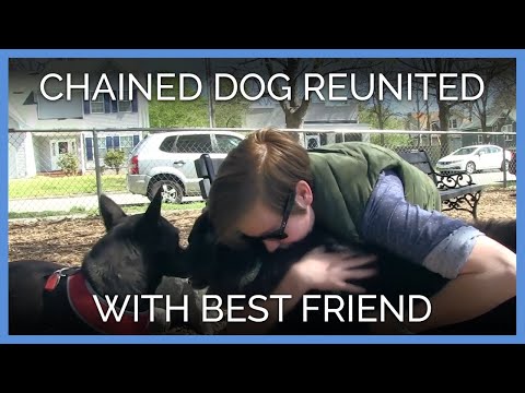 Video: Pet Scoop: legiuitor reunit cu câine după un an, omul obține Gorilla ziua de nastere saruta