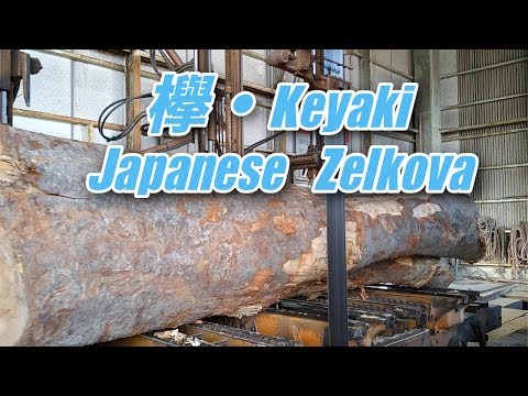 Keyaki・欅・japanese zelkova - YouTube