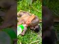 Milk on the Nose! A Tiny Monkey Mishap 🐒🥛