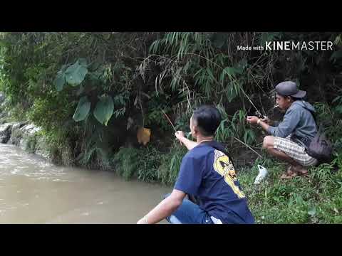 mancing-ikan-wader-di-selokan#sama-ki-anom#10---0-ki-anom-sampai-gigit-jari