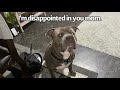 Pitbulls' HILARIOUS reaction to the rain🐾🤣