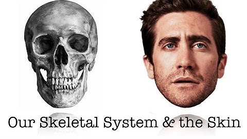 Our Skeletal System and Skin (Part 3)