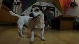 I tried playing with my cats with cat toy but my Jack Russell Terrier had other plans! GoProHero10