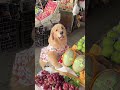 Golden Retriever Trade Time #shorts #dogs