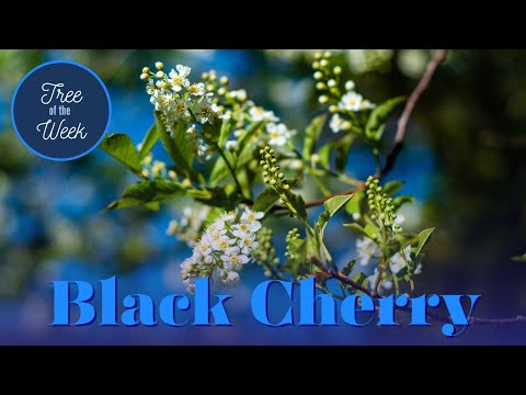Video: Što su crne tatarske trešnje – uvjeti za uzgoj crnih tatarskih stabala