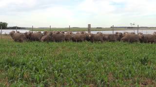 Carneros Raza Merino Australiano de "El Totoral", Salto, Uruguay video 3