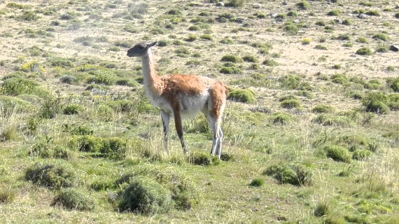 Torres Del Paine - Chile - O Guanaco
