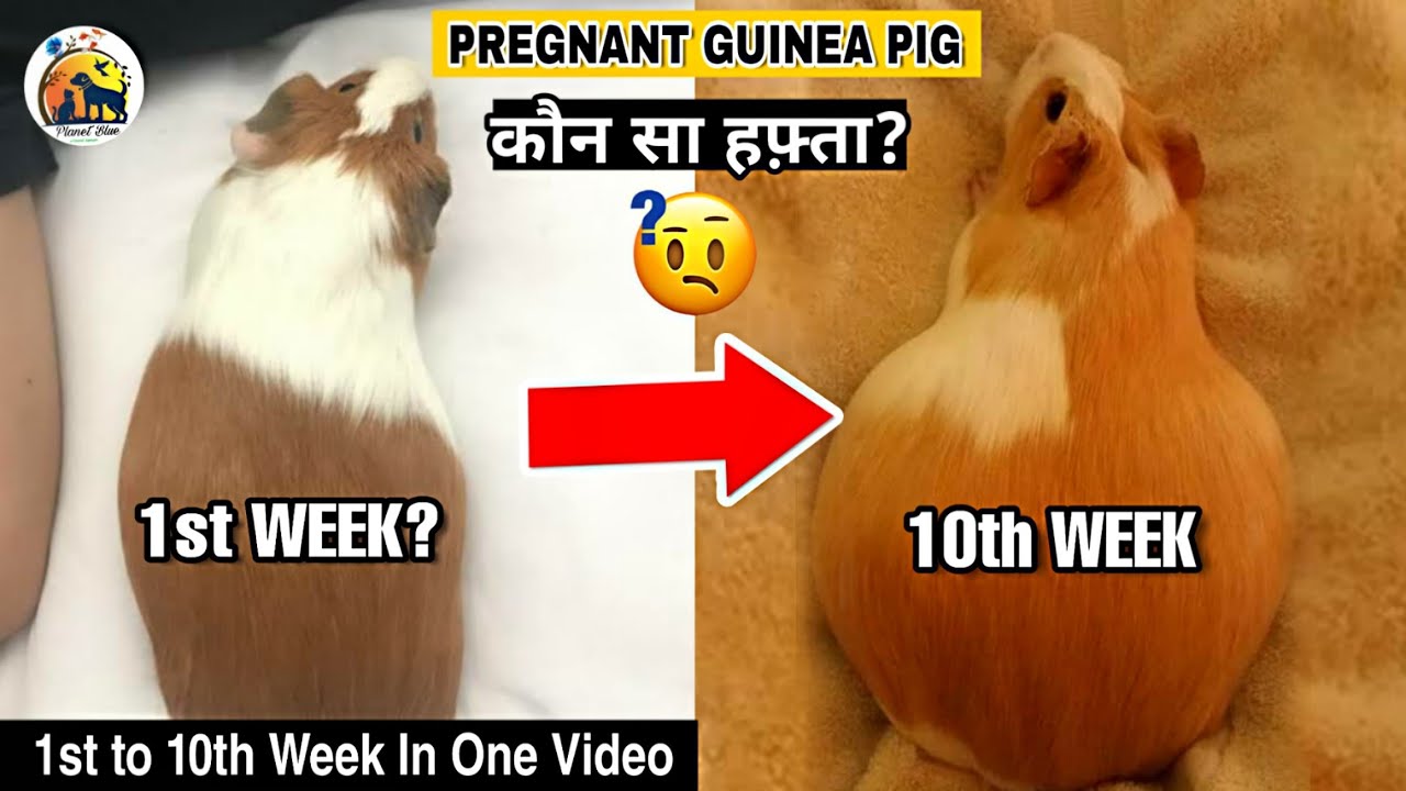 Guinea Pig Pregnancy Day 1 To 10th Week Full Detailed Video All About guinea-pig-pregnancy-day-1-to-10th-week-full-detailed-video-all-about