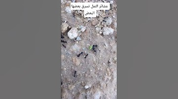 سبحان الله العظيم #القرآن_الكريم #الشيخ #القارئ_ريان_المحيسني #سورة_النمل #أجمل_تلاوة