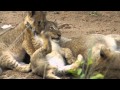 Lion Cubs Very Young At Ulusaba 1