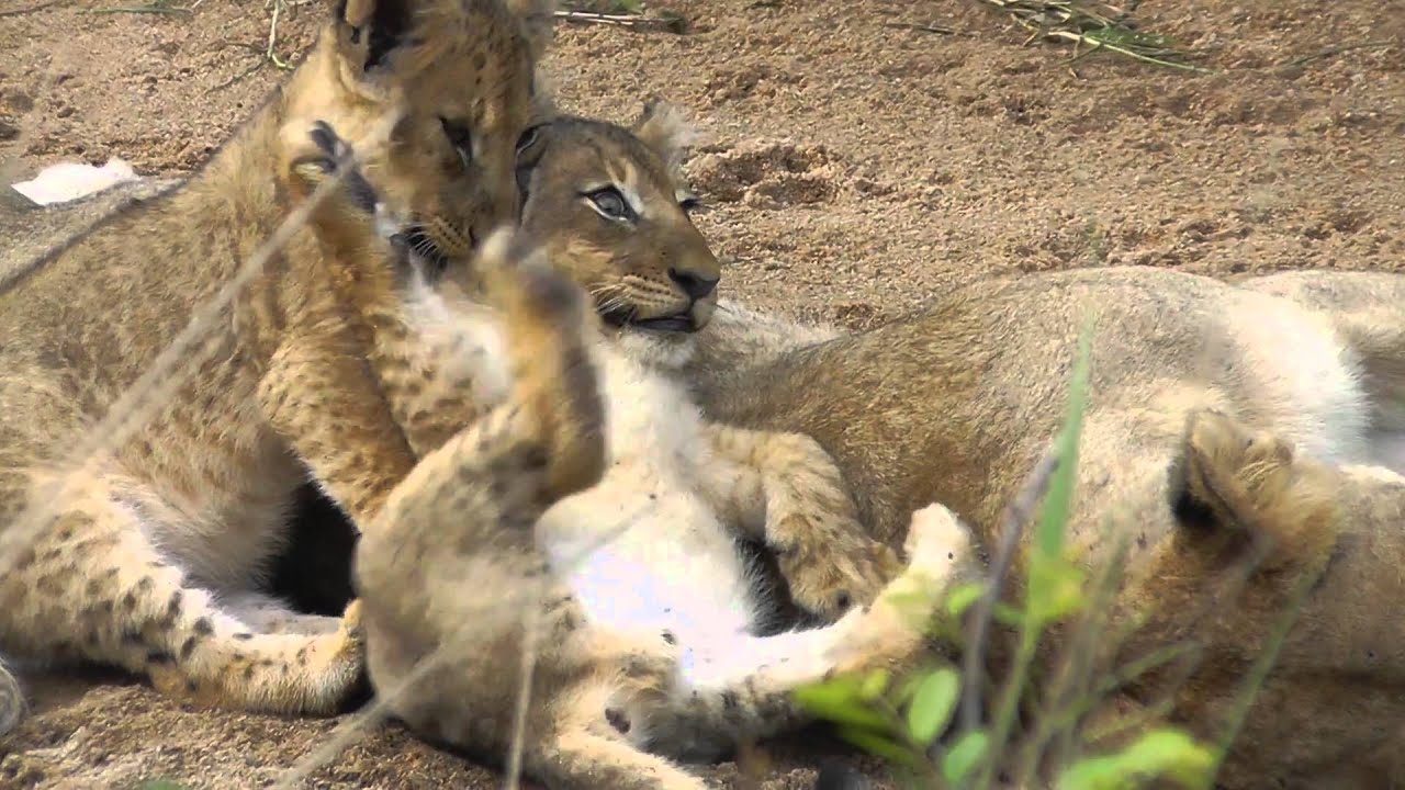 Lion Cubs Very Young At Ulusaba 1