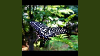 Secret of the Butterfly Dance