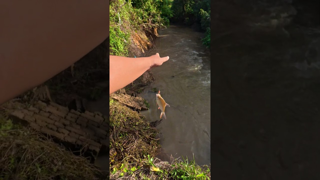 Lampam Sungai Pertama 2026 Vs Rapala Countdown CD3-GFR (Gold Fluorescent Red)