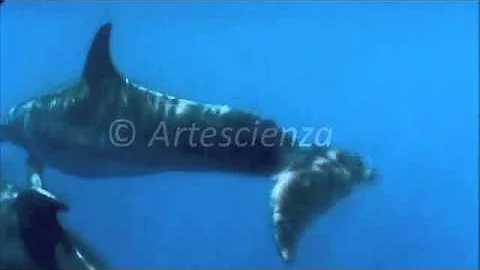 Qual è il delfino più grande?