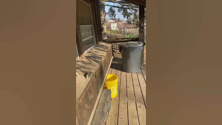 Morning chickens