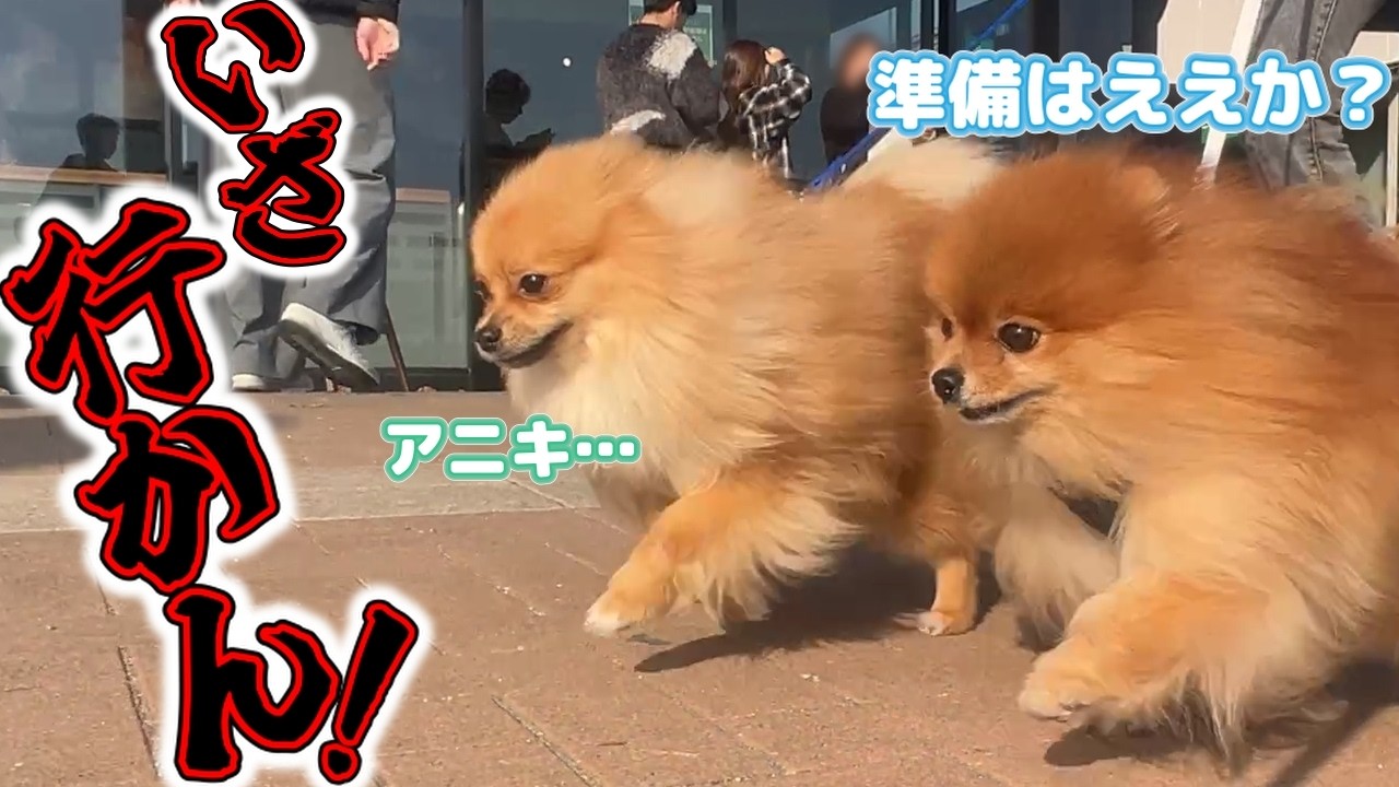 【ポメラニアン】2026年の初ドックランは思った以上に激しかった！