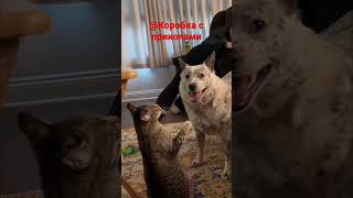 Smart And Funny Dogs#Funnyvideo